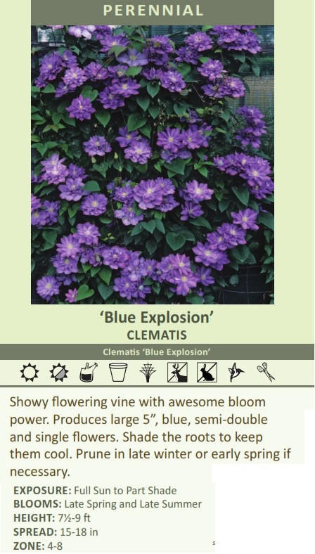 Clematis 'Blue Explosion' shipped from Grower to your door