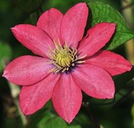 ⭐*み様 リトルマーメイド　アビスフラワー　SPL Clematis 'Little Mermaid' shipped from Grower to your door