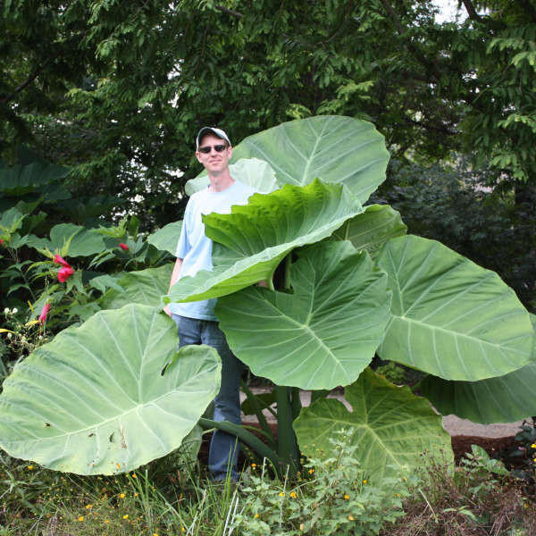 大型種【耐寒】コロカシア ギガンティア Colocasia gigantea Colocasia g. 'Thailand Giant' shipped from Grower to your door
