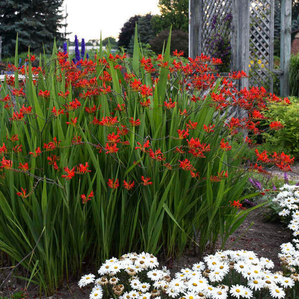 RED CROCOSMIA Lucifer Plant 100 Seeds