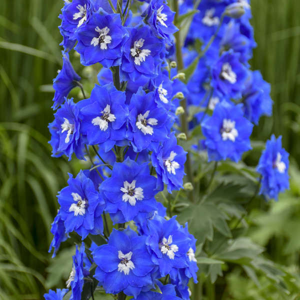 Delphinium 'Cobalt Dreams' shipped from Grower to your door
