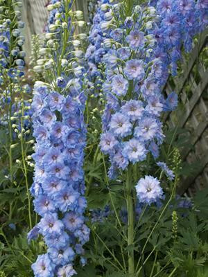 Delphinium elatum 'Blue Lace' shipped from Grower to your door