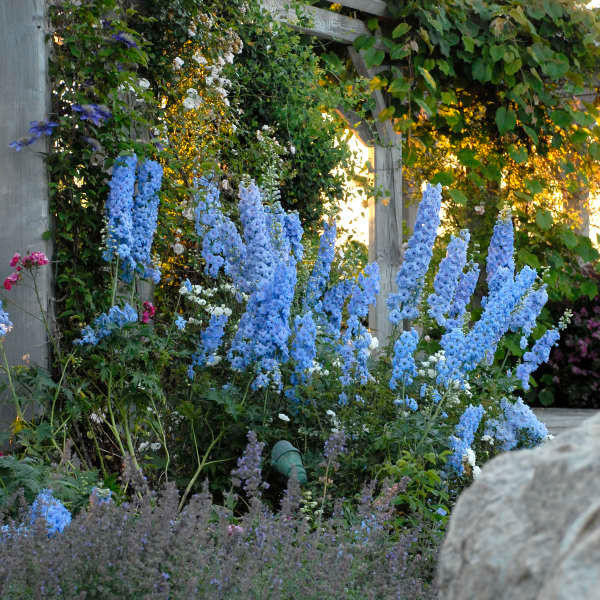 Delphinium elatum 'Blue Lace' shipped from Grower to your door