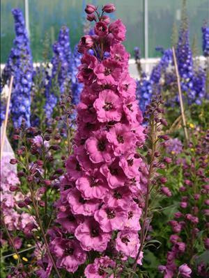 Delphinium elatum 'Pink Punch' shipped from Grower to your door