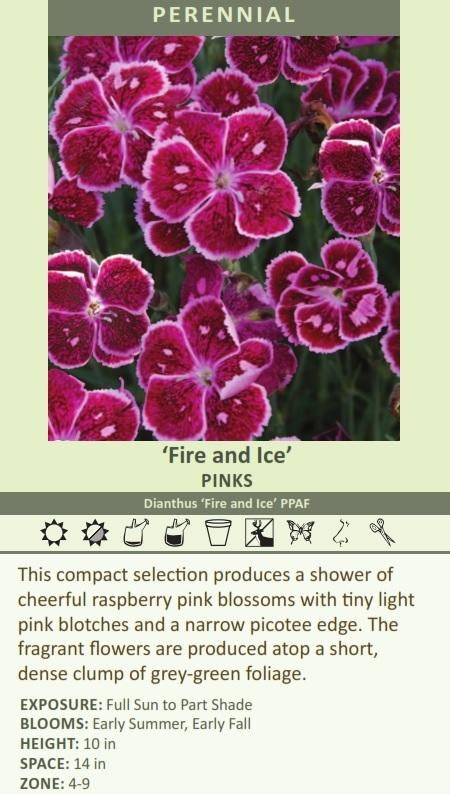 Dianthus 'Fire and Ice' shipped from Grower to your door