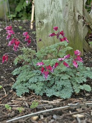 Dicentra 'Burning Hearts' shipped from Grower to your door