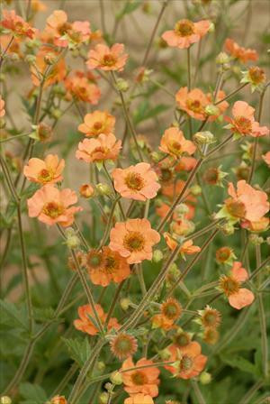 geum-totally-tangerine-tims-