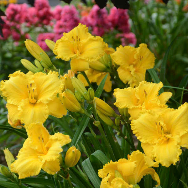 Daylily ERIN LEA shipped from Grower to your door