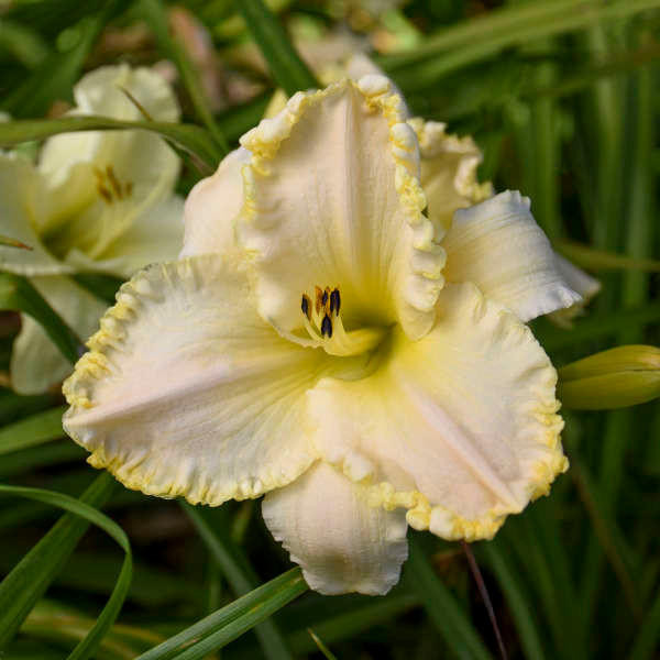 Daylily MARQUE MOON shipped from Grower to your door