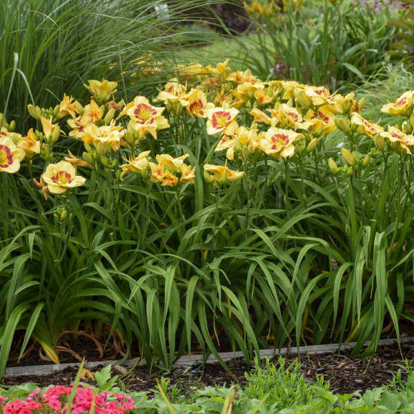 Daylily MONTERRY JACK shipped from Grower to your door