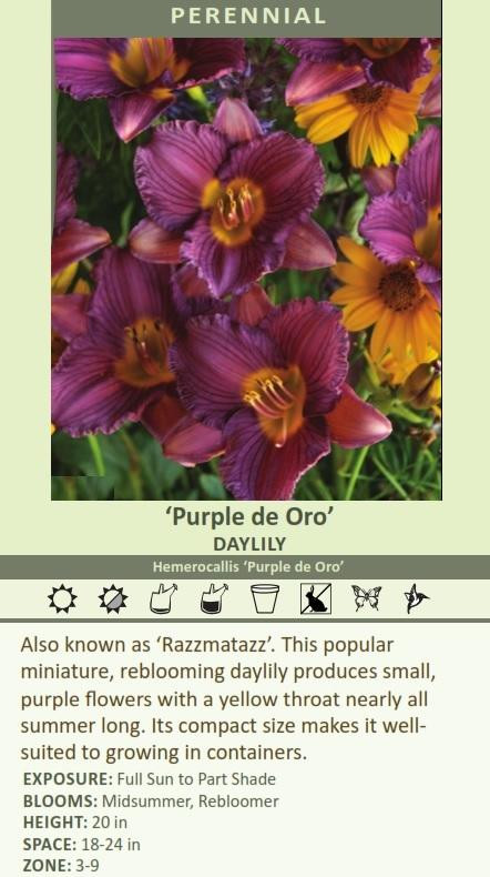 Daylily PURPLE de ORO shipped from Grower to your door