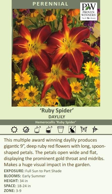 Daylily RUBY SPIDER shipped from Grower to your door