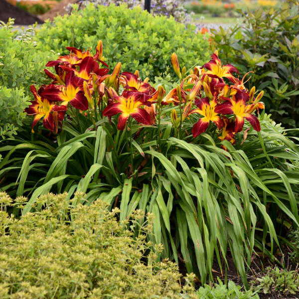 Daylily RUBY SPIDER shipped from Grower to your door