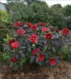 Hibiscus 'Midnight Marvel' shipped from Grower to your door