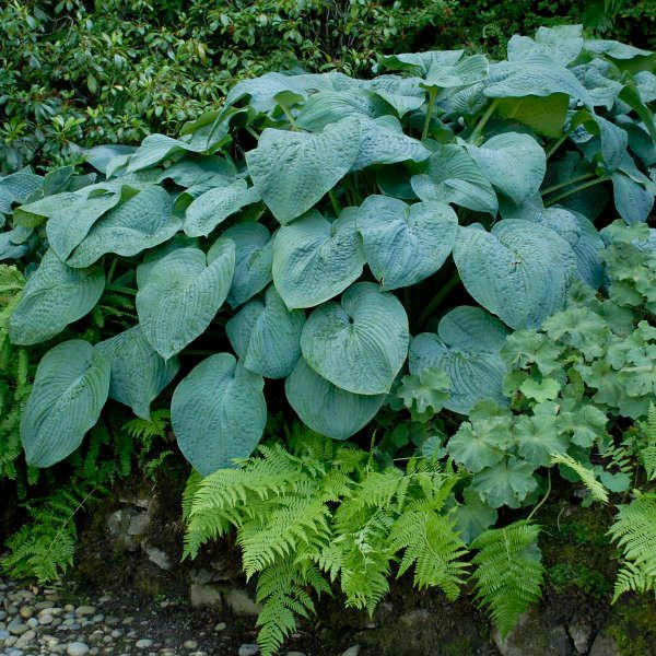 Hosta BLUE ANGEL shipped from Grower to your door