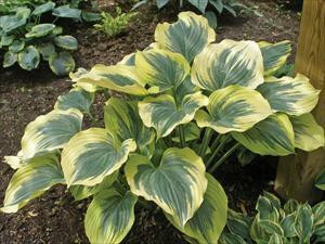 insecticide that can penetrate the whole plant Organocide Bee Safe 3-in-1 Garden Spray – Renee's Garden main image 0