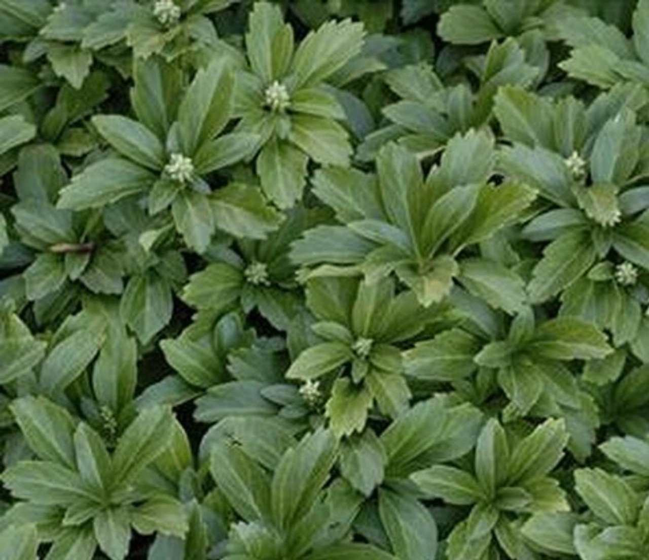 Shop Plants A To Z Pachysandra Bloomin Designs Nursery