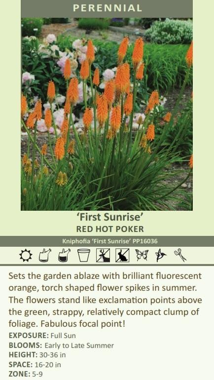 Kniphofia First Sunrise PP16036 25 BR Plants