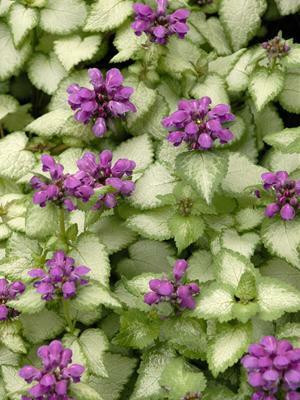 Lamium maculatum Purple Dragon PP15890 30ct Flat