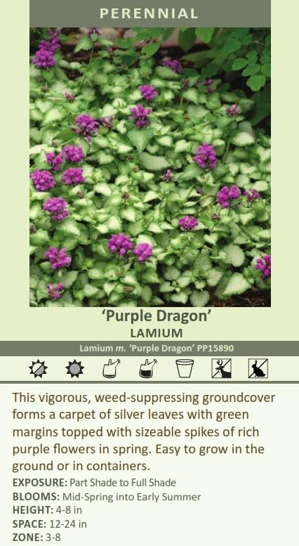 Lamium maculatum Purple Dragon PP15890 30ct Flat