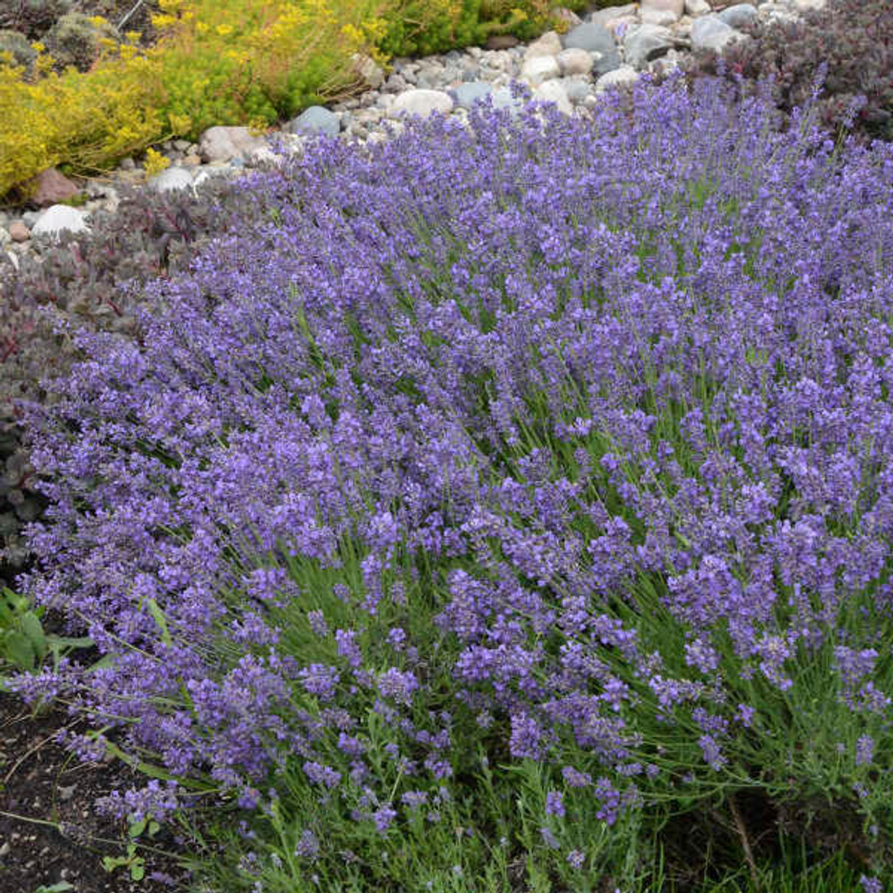 Lavandula a. 'Essence Purple' (25) BR Plants