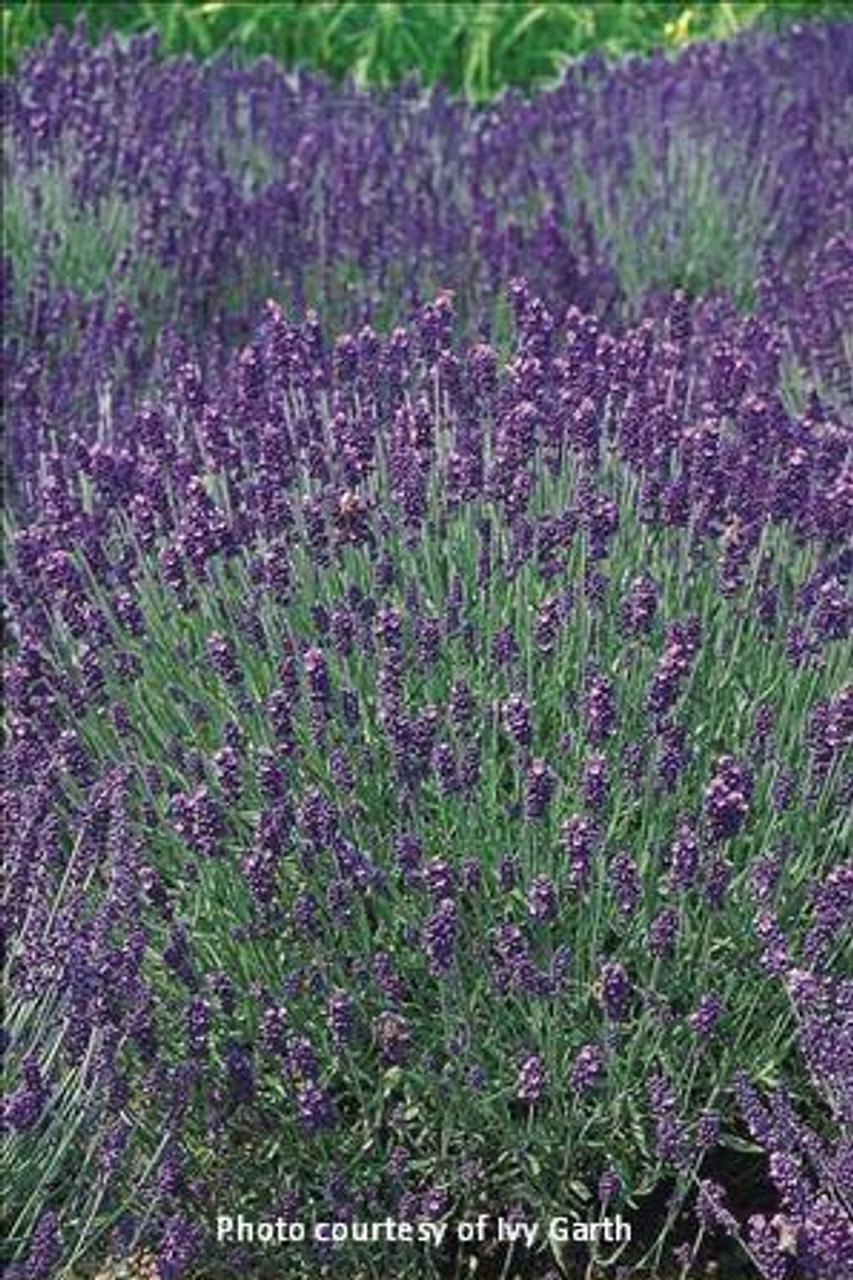 Lavandula a French Perfume 30ct Flat