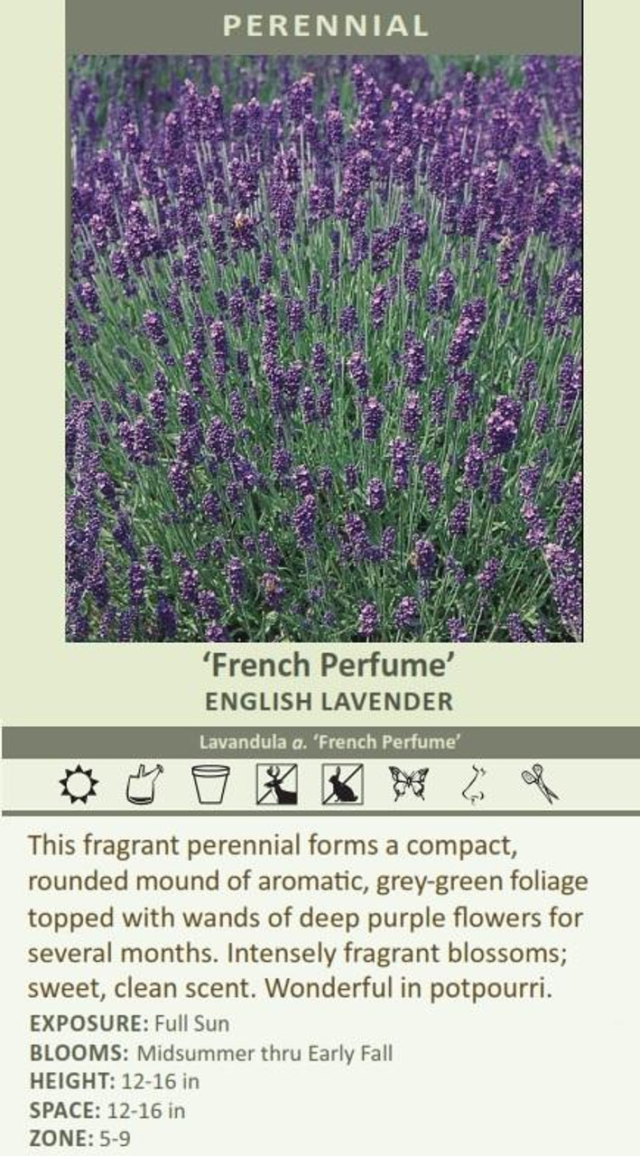 Lavandula a French Perfume 30ct Flat