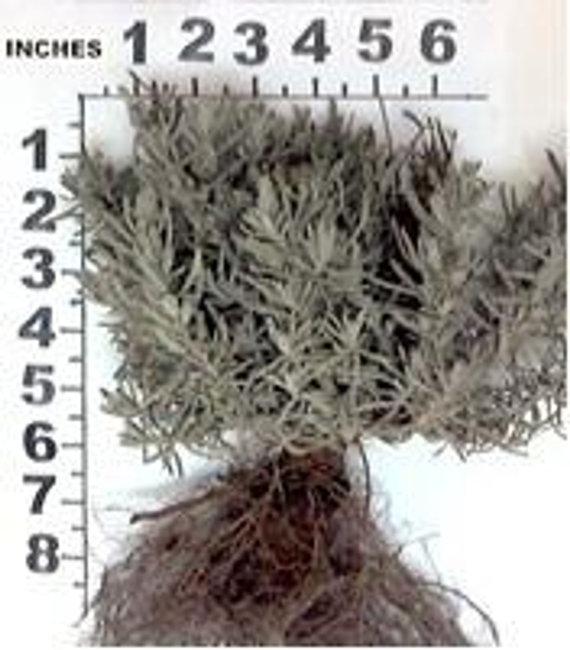 Lavandula a Silver Mist 25 BR Plants