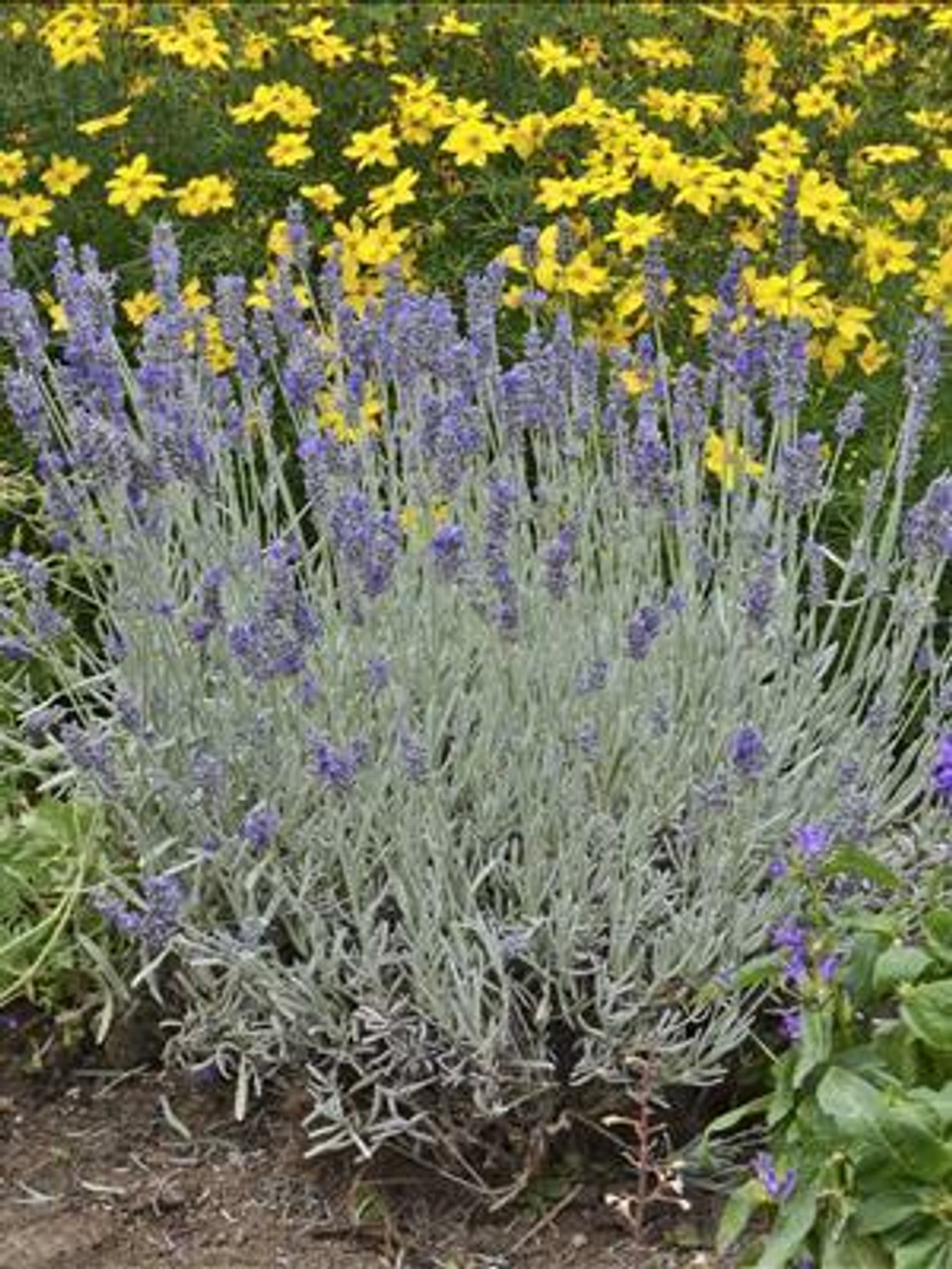 Lavandula a Silver Mist 25 BR Plants