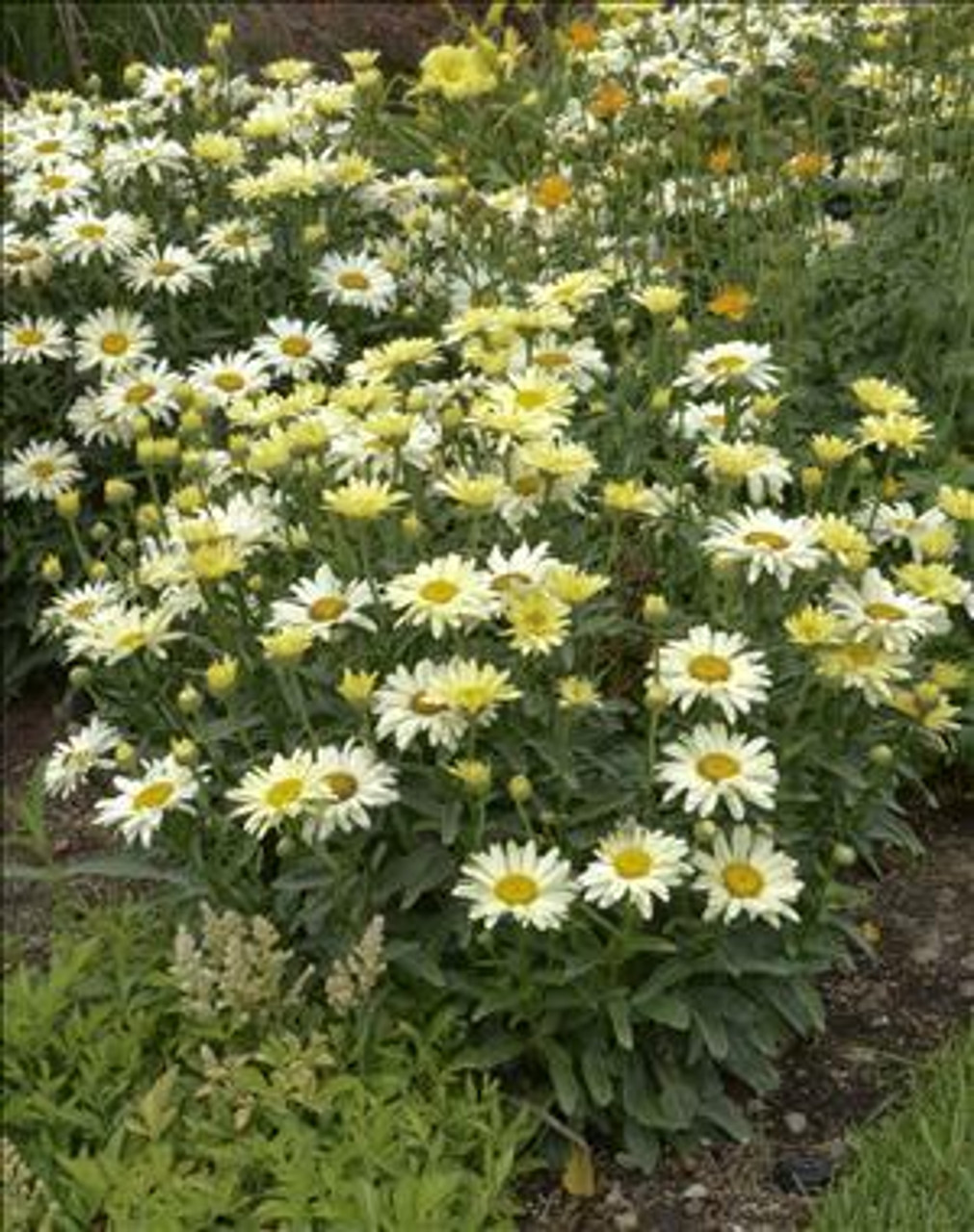 Leucanthemum s Banana Cream PPAF 30ct Flat