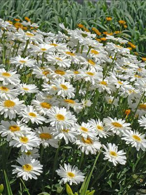 Leucanthemum superbum Highland White Dream 30ct Flat