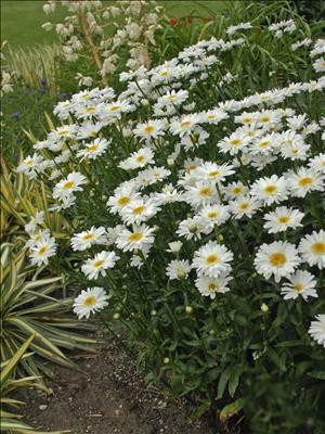 Leucanthemum superbum Highland White Dream 30ct Flat