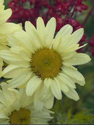 Leucanthemum superbum Sonnenschein Sunshine 30ct Flat