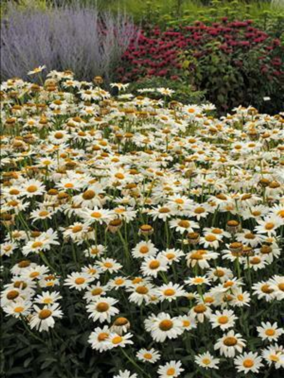 Leucanthemum superbum Becky 30ct Flat