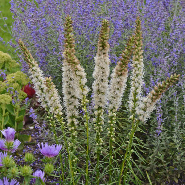Liatris spicata 'Floristan White' shipped from Grower to your door