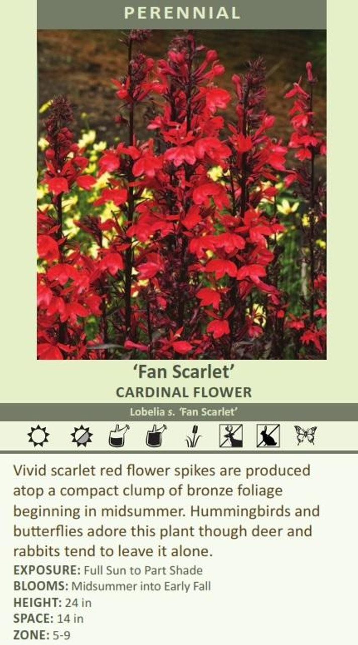 Lobelia speciosa Fan Scarlet 30ct Flat