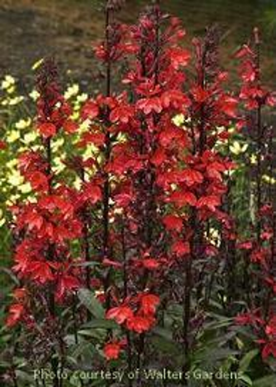 Lobelia speciosa Fan Scarlet 30ct Flat