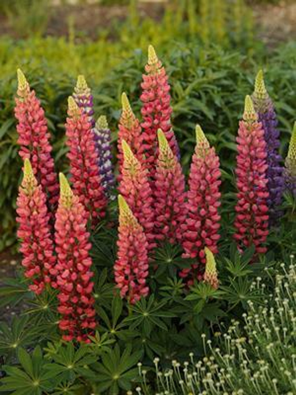 Lupinus Popsicle Series Red 30ct Flat
