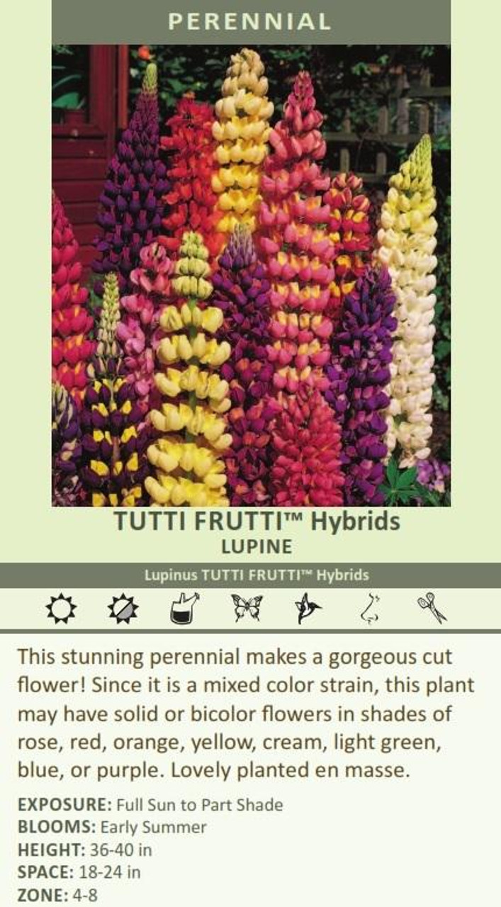 Lupinus Tutti Frutti Hybrids 30ct Flat