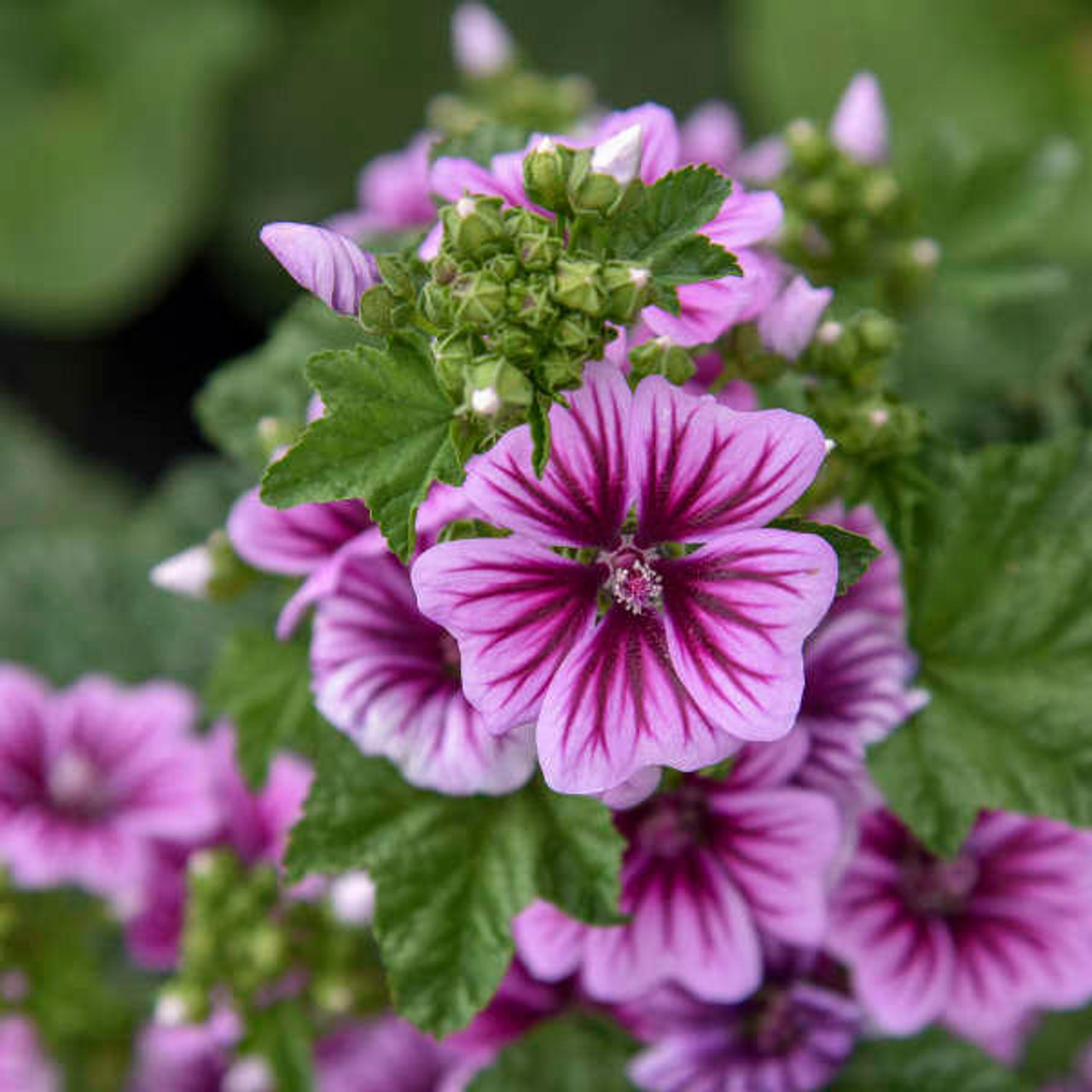 Malva sylvestris 'Zebrina' (30)ct Flat