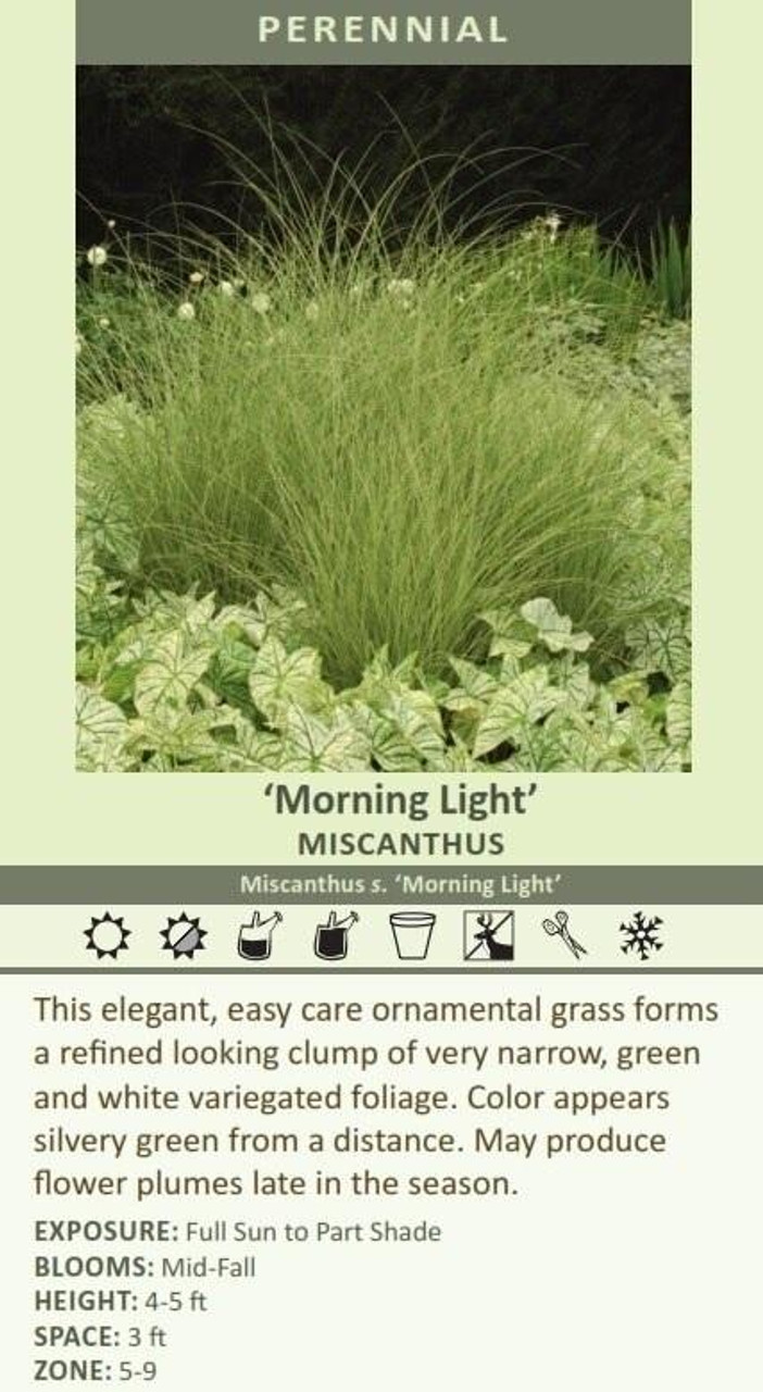 Miscanthus sinensis Morning Light 30ct Flat