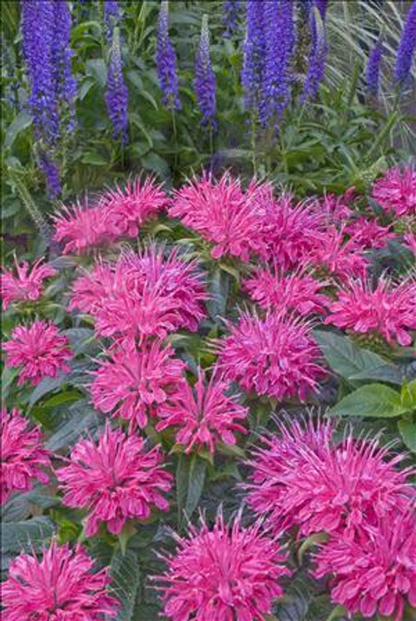 Monarda d Pardon My Pink PPAF 20ct Flat