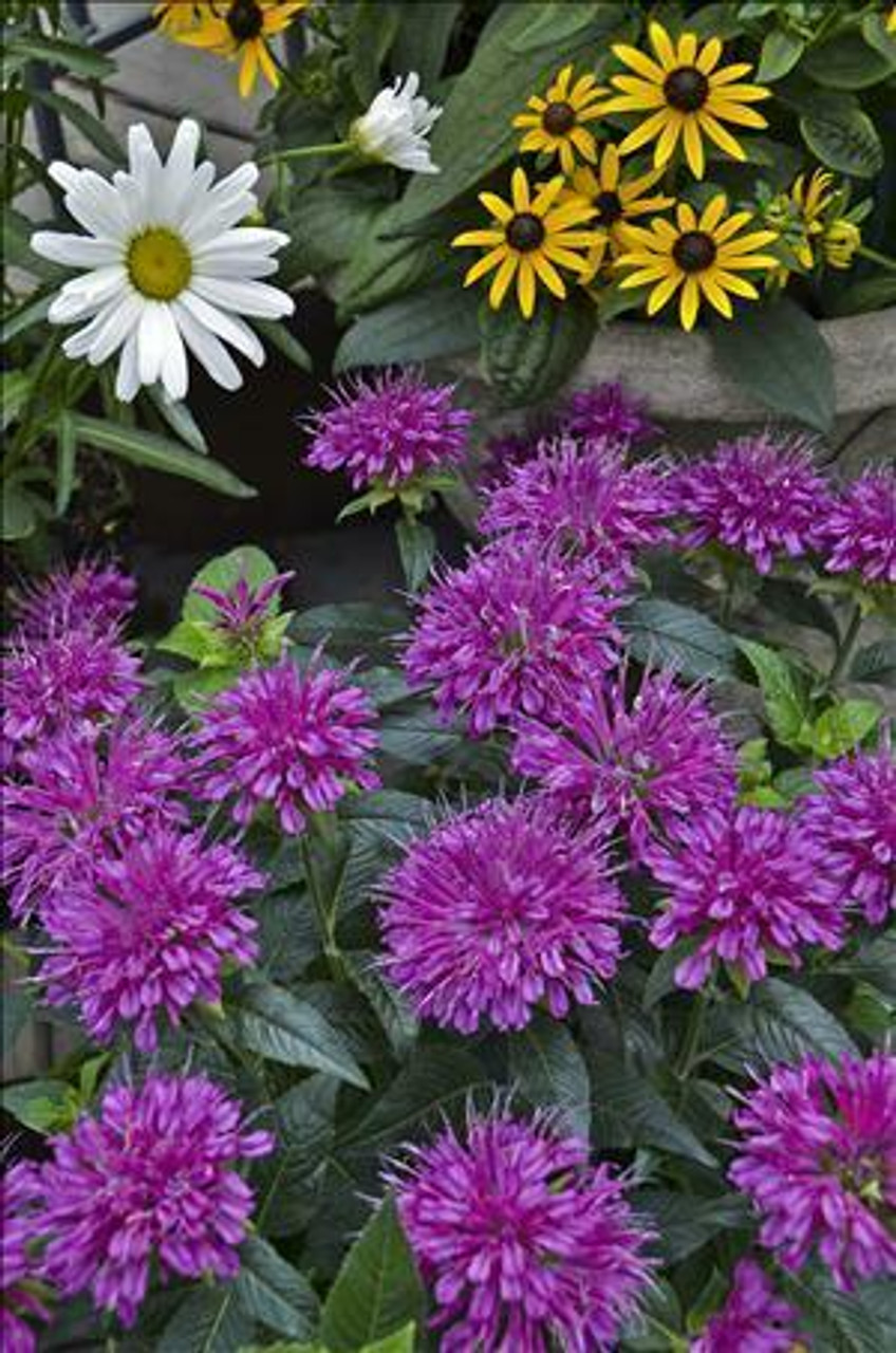 Monarda d Pardon My Purple PP22170 20ct Flat