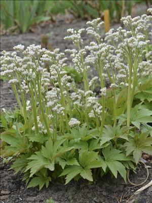 Mukdenia r Karasuba 20ct Flat