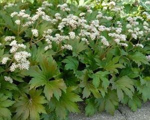 Mukdenia r Karasuba 20ct Flat