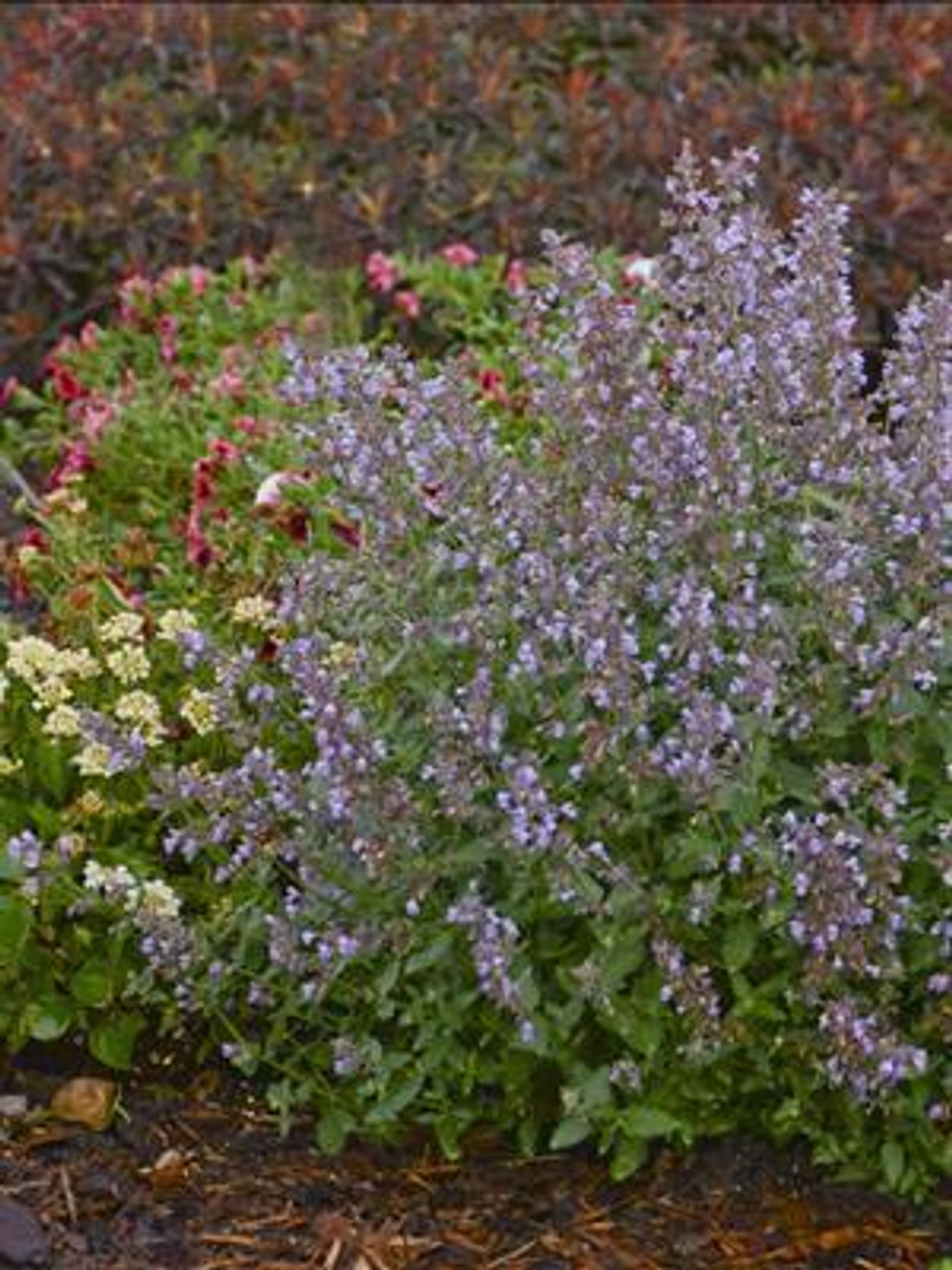Nepeta f Cats Meow PP24472 25 BR Plants