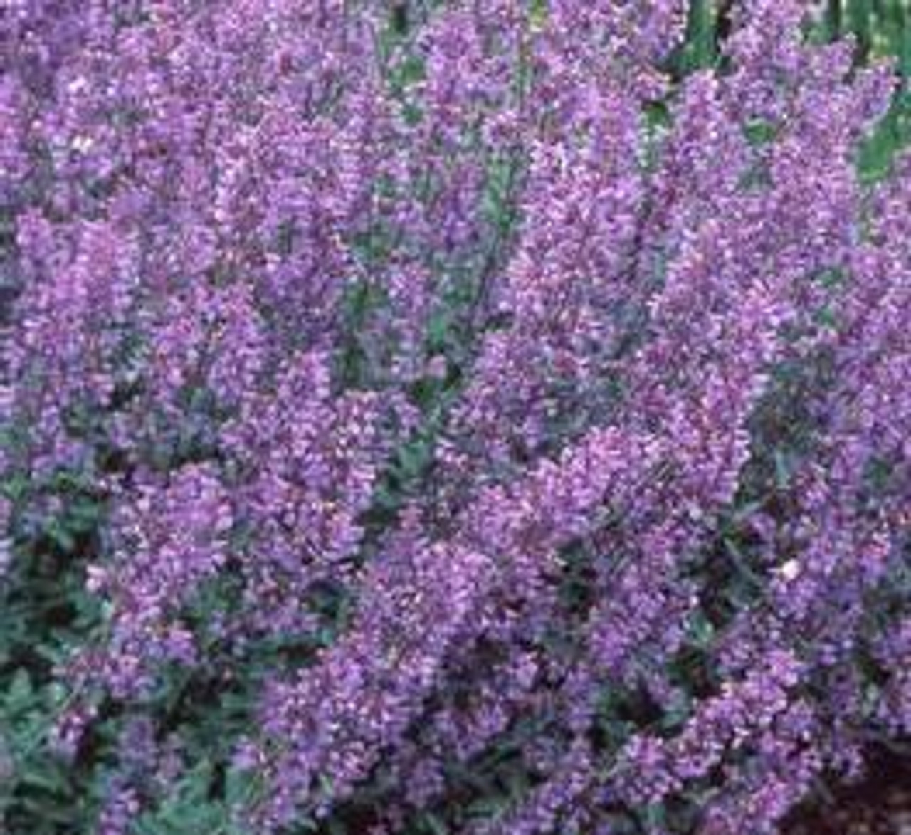 Nepeta faassenii Walkers Low 25 BR Plants