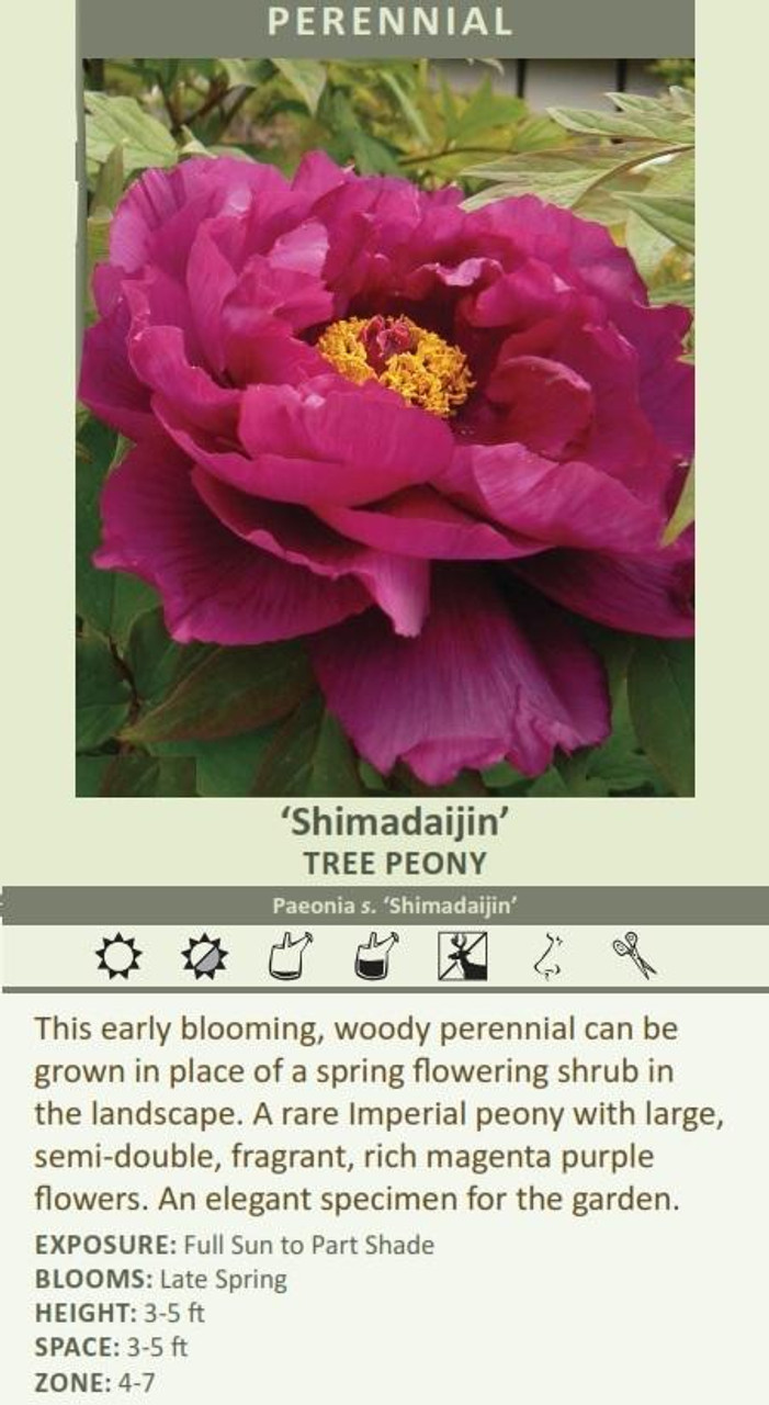 Paeonia Tree s Shimadaijin 10 Plants