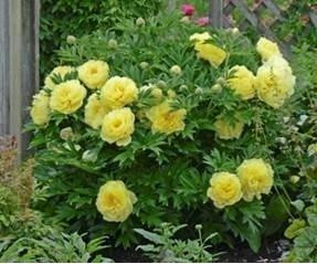 Paeonia Bartzella Itoh Intersectional 10 Plants