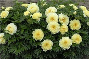 Paeonia Bartzella Itoh Intersectional 10 Plants